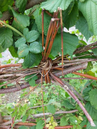 Nieheimer Heckenknoten